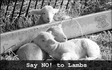 say NO! to lambs